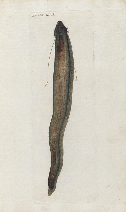 Icones rerum naturalium, ou figures enluminées d’histoire naturelle du nord Pl.11
