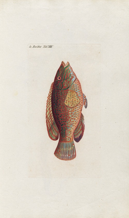 Icones rerum naturalium, ou figures enluminées d’histoire naturelle du nord Pl.14