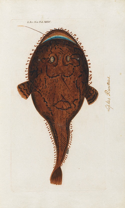 Icones rerum naturalium, ou figures enluminées d’histoire naturelle du nord Pl.35