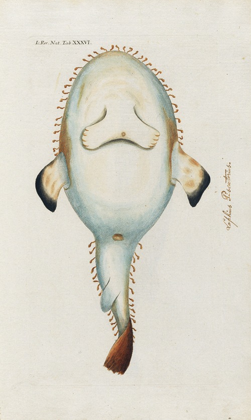 Icones rerum naturalium, ou figures enluminées d’histoire naturelle du nord Pl.36
