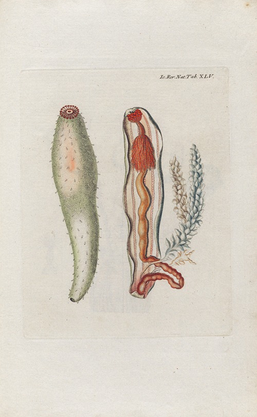 Icones rerum naturalium, ou figures enluminées d’histoire naturelle du nord Pl.45