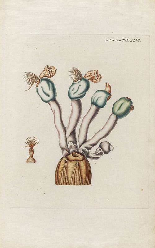 Icones rerum naturalium, ou figures enluminées d’histoire naturelle du nord Pl.46