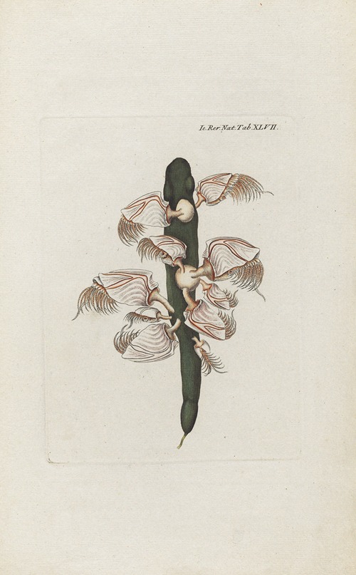 Icones rerum naturalium, ou figures enluminées d’histoire naturelle du nord Pl.47