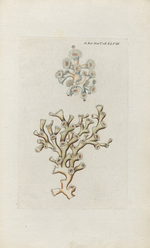 Icones rerum naturalium, ou figures enluminées d’histoire naturelle du nord Pl.48