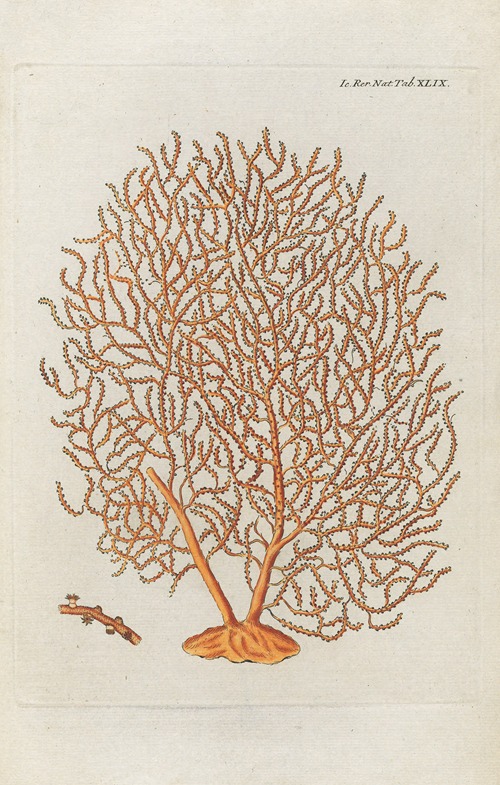 Icones rerum naturalium, ou figures enluminées d’histoire naturelle du nord Pl.49