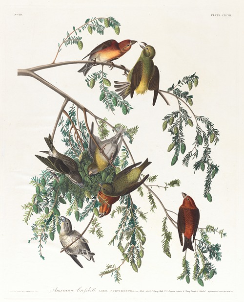 American crossbill. Male adult, 1. Young male, 2, 3. Female adult, 4. Young female, 5. Hemlock