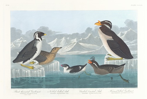 Black-throated guillemot. Nobbed-billed auk. Curled-crested auk. Horned-billed guillemot