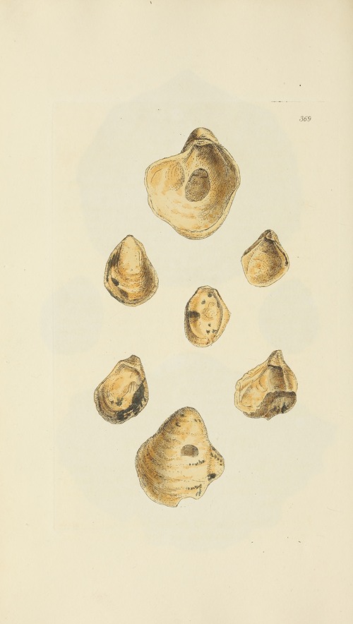The mineral conchology of Great Britain Pl.255