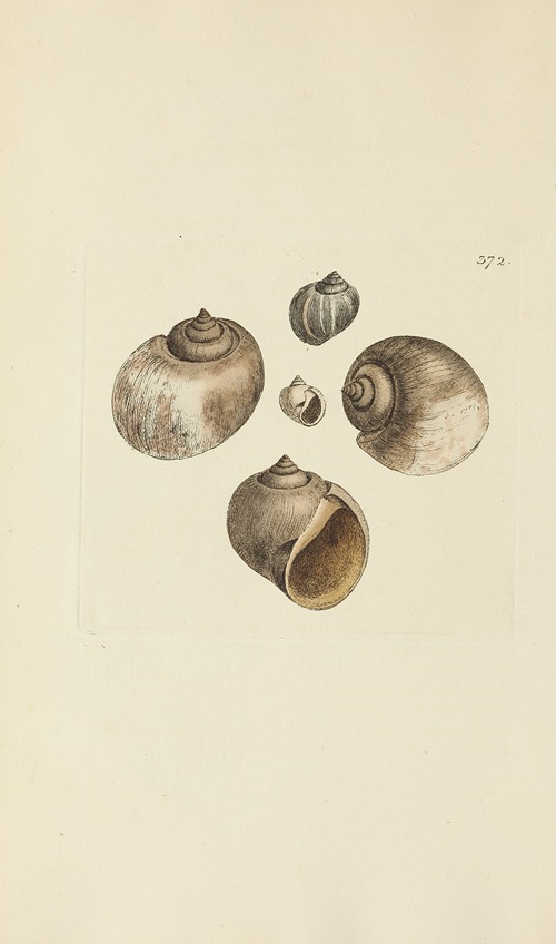 The mineral conchology of Great Britain Pl.258