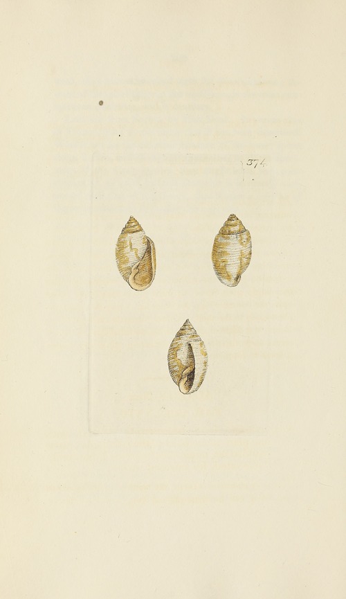 The mineral conchology of Great Britain Pl.260