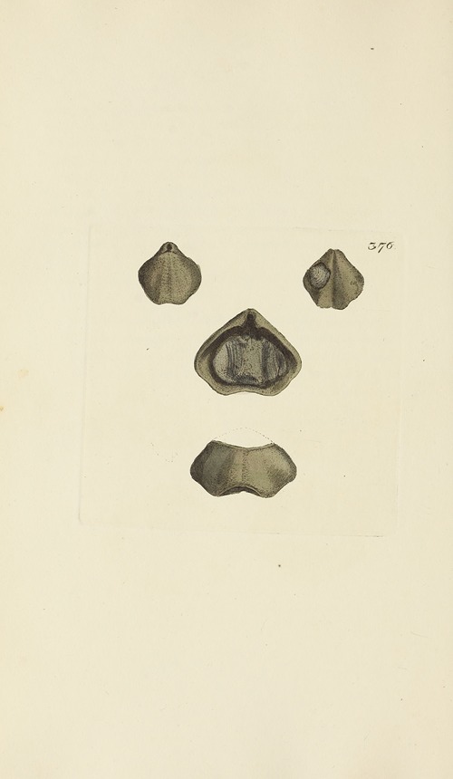 The mineral conchology of Great Britain Pl.262