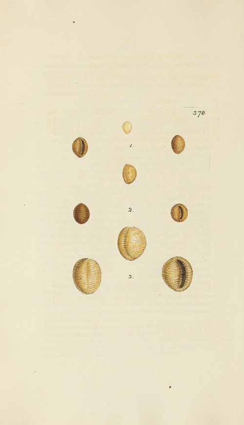 The mineral conchology of Great Britain Pl.264