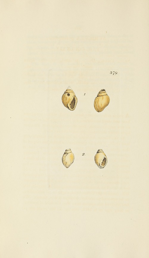 The mineral conchology of Great Britain Pl.265