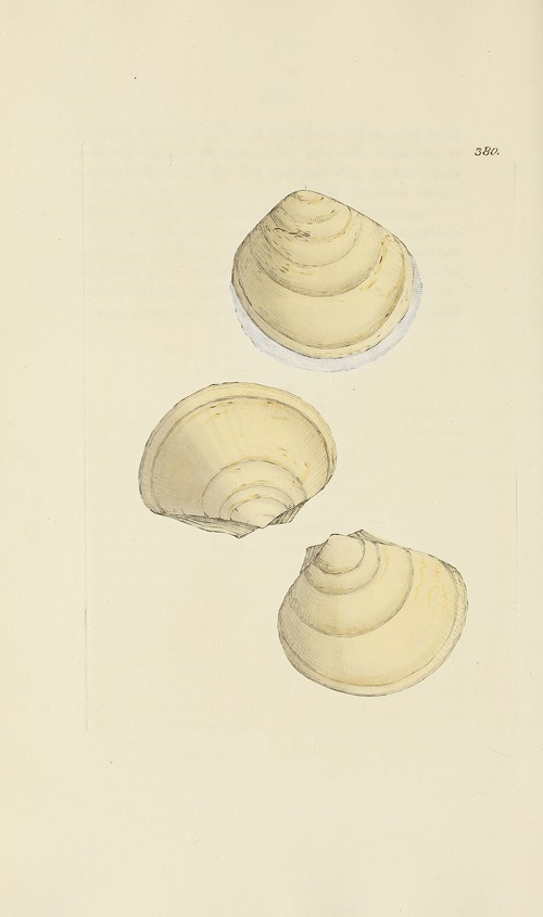 The mineral conchology of Great Britain Pl.266
