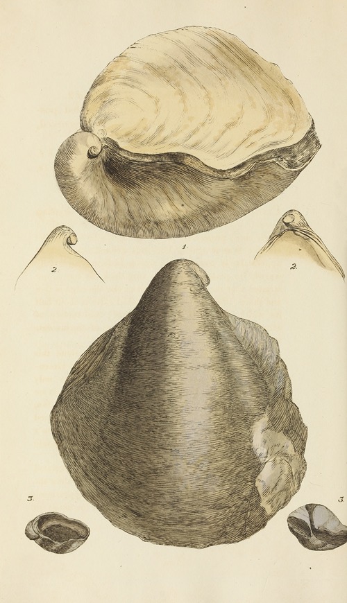The mineral conchology of Great Britain Pl.269