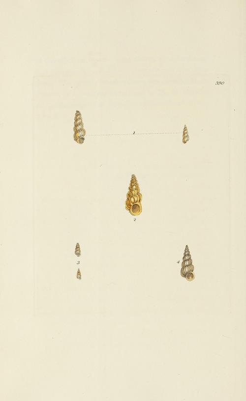 The mineral conchology of Great Britain Pl.274