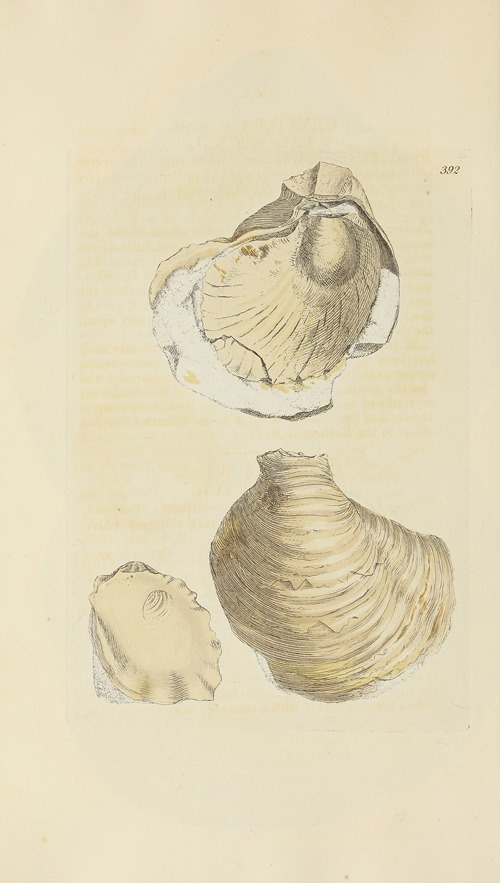 The mineral conchology of Great Britain Pl.276