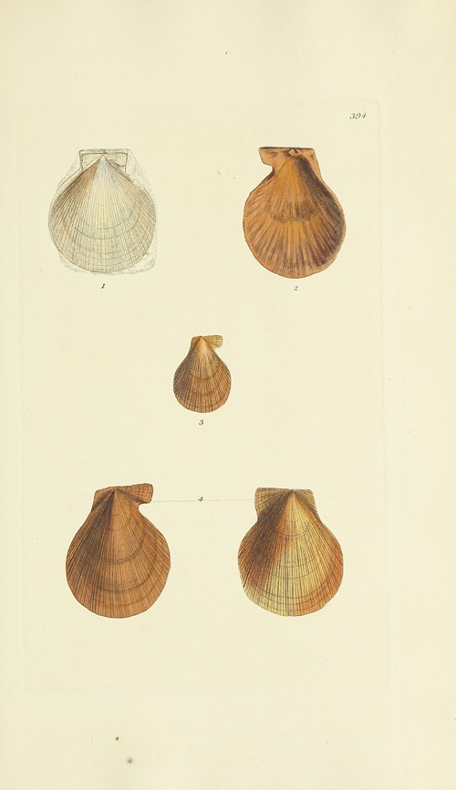 The mineral conchology of Great Britain Pl.278