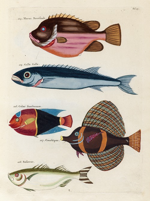 Poissons, ecrevisses et crabes, de diverses couleurs et figures extraordinaires.. Pl.019