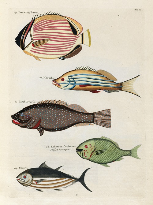 Poissons, ecrevisses et crabes, de diverses couleurs et figures extraordinaires.. Pl.020
