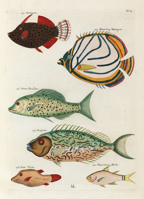 Poissons, ecrevisses et crabes, de diverses couleurs et figures extraordinaires.. Pl.025