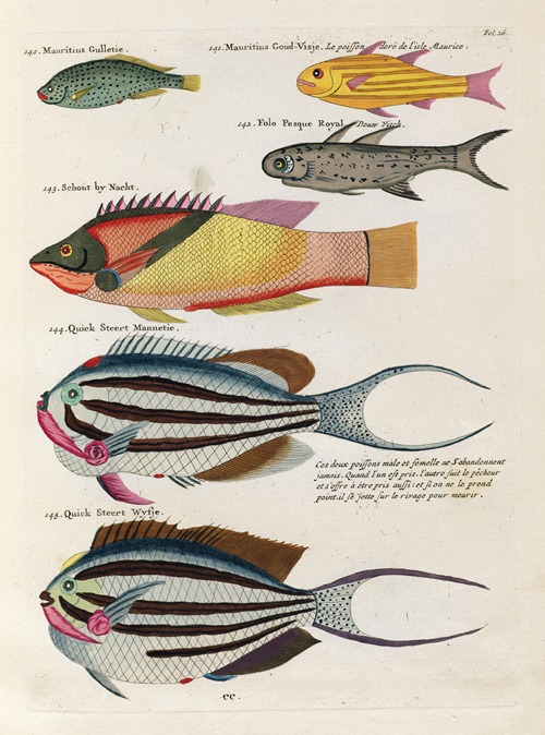 Poissons, ecrevisses et crabes, de diverses couleurs et figures extraordinaires.. Pl.026