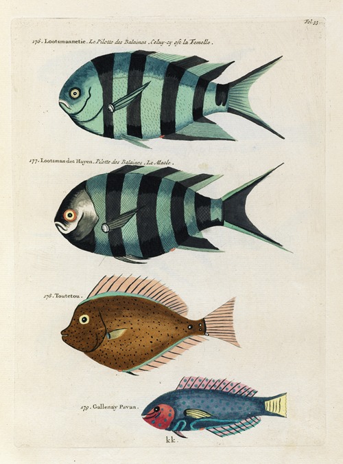 Poissons, ecrevisses et crabes, de diverses couleurs et figures extraordinaires.. Pl.033