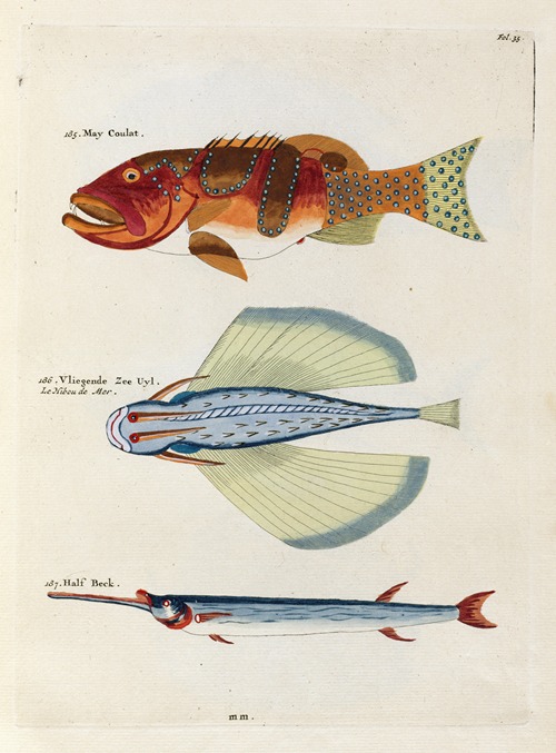 Poissons, ecrevisses et crabes, de diverses couleurs et figures extraordinaires.. Pl.035