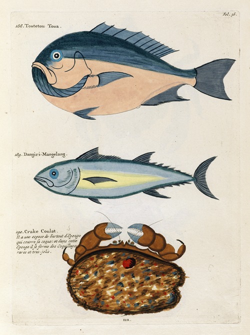 Poissons, ecrevisses et crabes, de diverses couleurs et figures extraordinaires.. Pl.036
