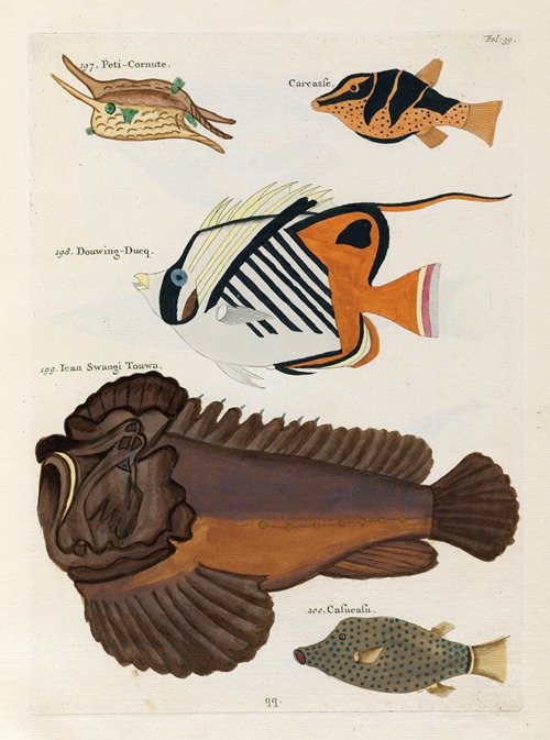 Poissons, ecrevisses et crabes, de diverses couleurs et figures extraordinaires.. Pl.039