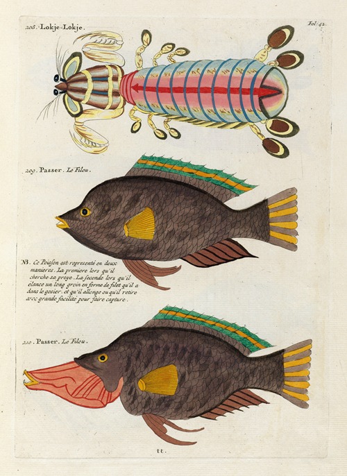 Poissons, ecrevisses et crabes, de diverses couleurs et figures extraordinaires.. Pl.042