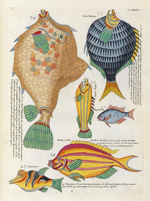 Poissons, ecrevisses et crabes, de diverses couleurs et figures extraordinaires.. Pl.049