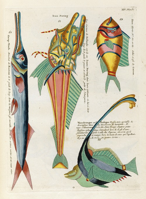 Poissons, ecrevisses et crabes, de diverses couleurs et figures extraordinaires.. Pl.057
