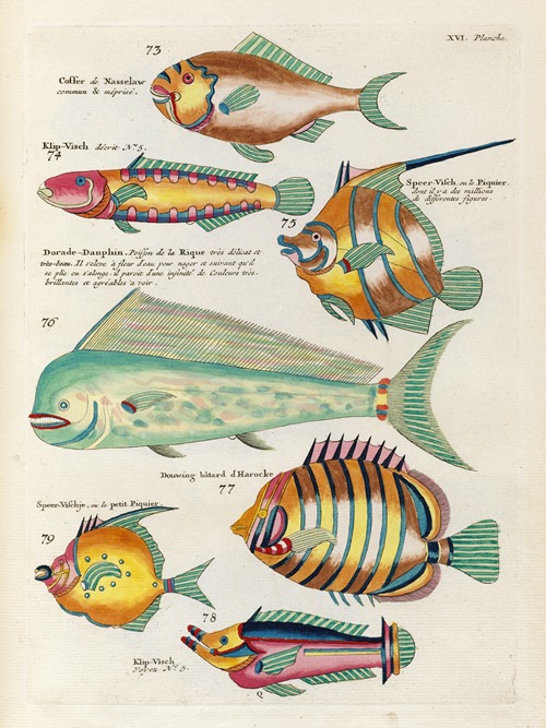 Poissons, ecrevisses et crabes, de diverses couleurs et figures extraordinaires.. Pl.059