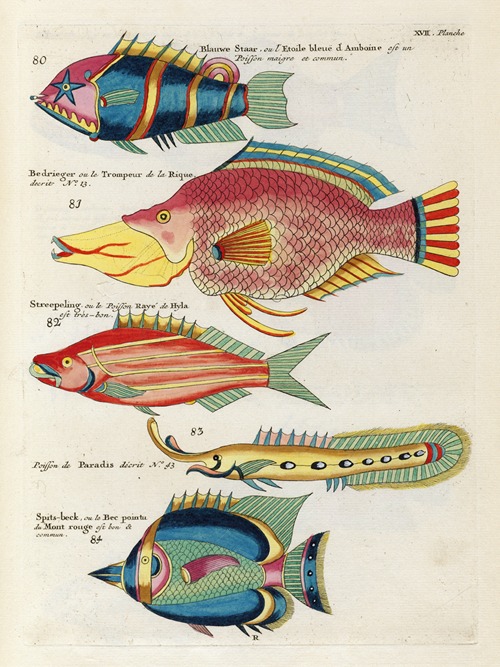 Poissons, ecrevisses et crabes, de diverses couleurs et figures extraordinaires.. Pl.060