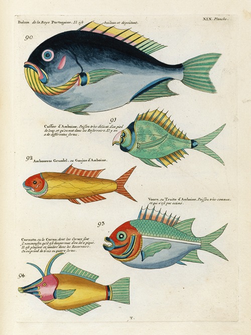 Poissons, ecrevisses et crabes, de diverses couleurs et figures extraordinaires.. Pl.062