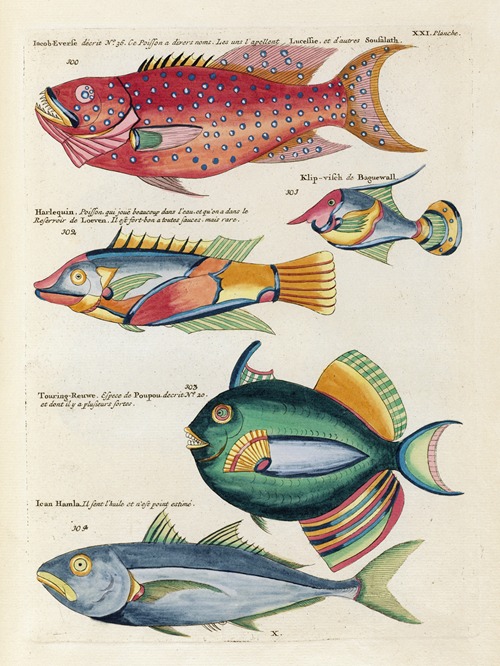 Poissons, ecrevisses et crabes, de diverses couleurs et figures extraordinaires.. Pl.064