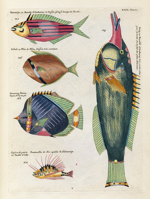 Poissons, ecrevisses et crabes, de diverses couleurs et figures extraordinaires.. Pl.065