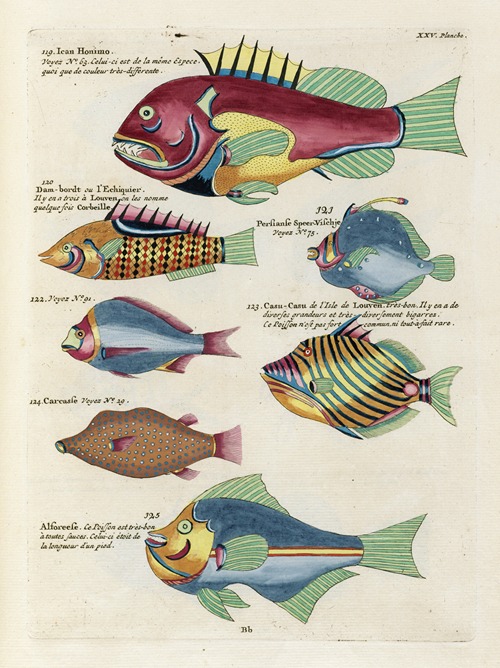 Poissons, ecrevisses et crabes, de diverses couleurs et figures extraordinaires.. Pl.068