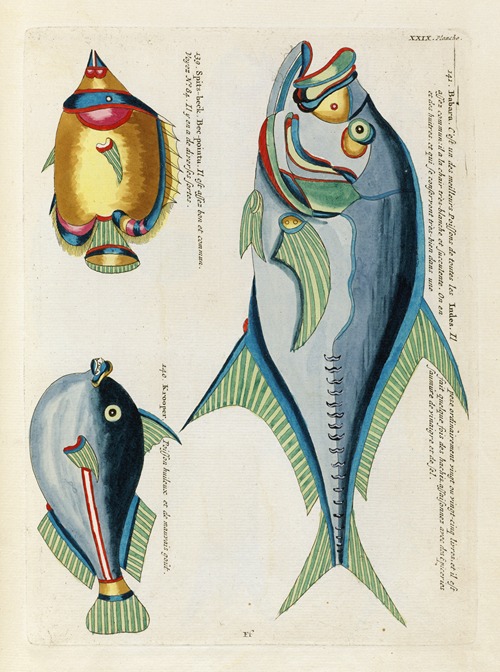 Poissons, ecrevisses et crabes, de diverses couleurs et figures extraordinaires.. Pl.072