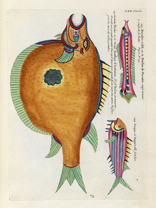 Poissons, ecrevisses et crabes, de diverses couleurs et figures extraordinaires.. Pl.073