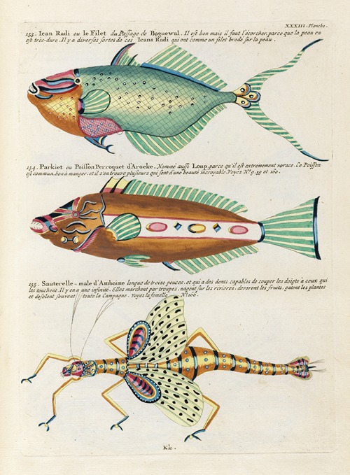 Poissons, ecrevisses et crabes, de diverses couleurs et figures extraordinaires.. Pl.076
