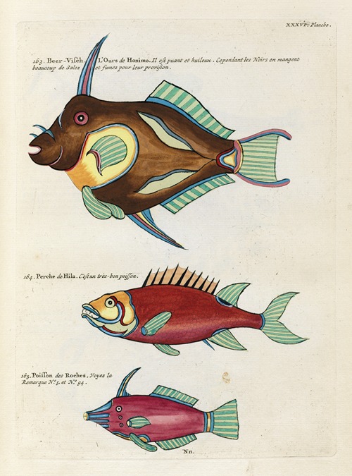 Poissons, ecrevisses et crabes, de diverses couleurs et figures extraordinaires.. Pl.079