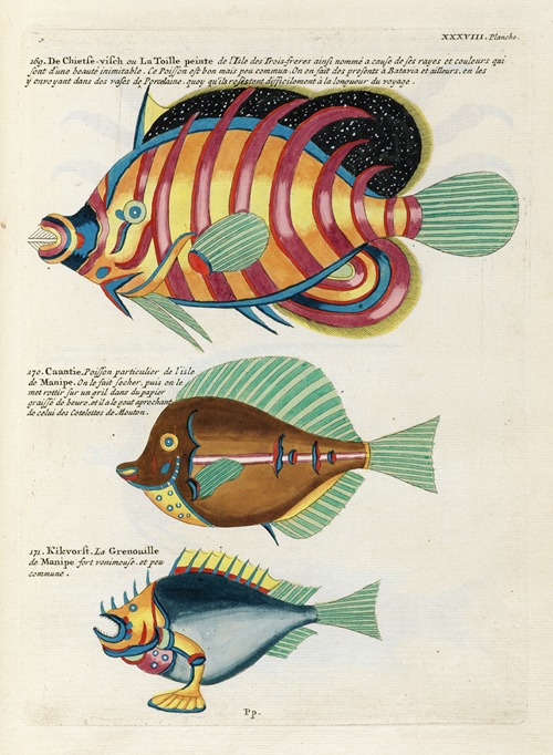 Poissons, ecrevisses et crabes, de diverses couleurs et figures extraordinaires.. Pl.081