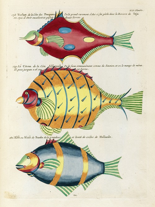 Poissons, ecrevisses et crabes, de diverses couleurs et figures extraordinaires.. Pl.084