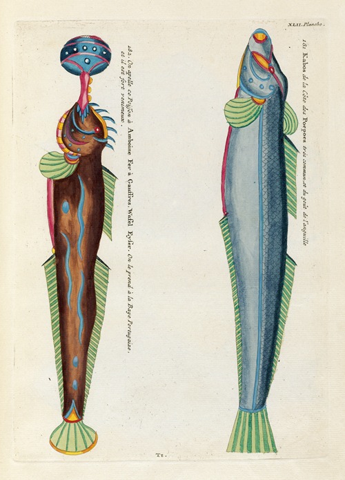 Poissons, ecrevisses et crabes, de diverses couleurs et figures extraordinaires.. Pl.085