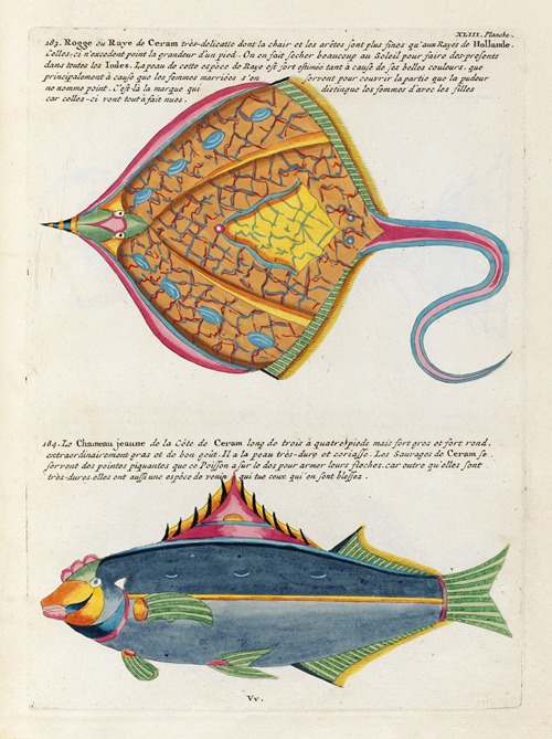 Poissons, ecrevisses et crabes, de diverses couleurs et figures extraordinaires.. Pl.086