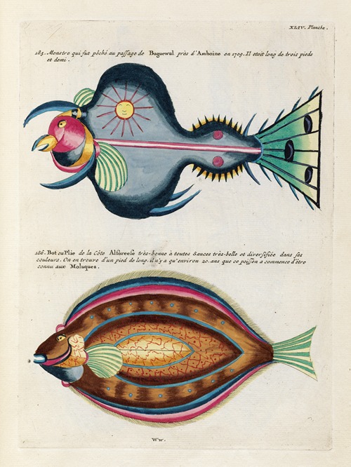 Poissons, ecrevisses et crabes, de diverses couleurs et figures extraordinaires.. Pl.087