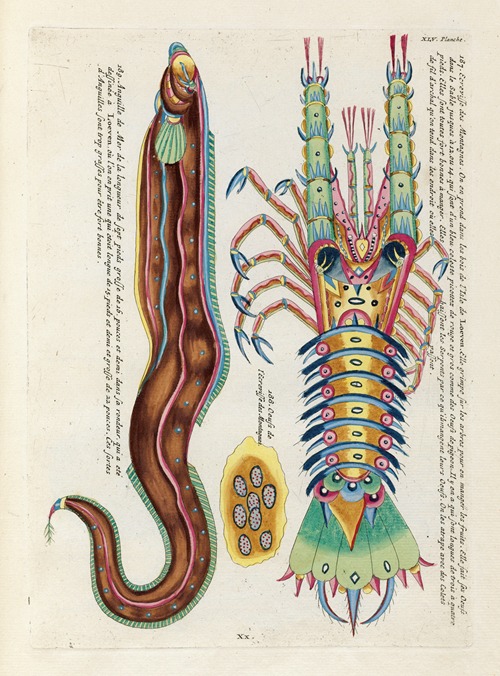 Poissons, ecrevisses et crabes, de diverses couleurs et figures extraordinaires.. Pl.088
