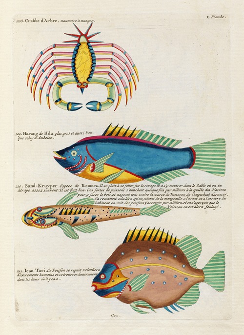 Poissons, ecrevisses et crabes, de diverses couleurs et figures extraordinaires.. Pl.093